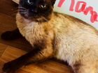 Чистокровные тайские котята объявление продам