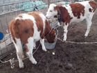 Корова и телята объявление продам