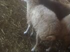 Овцы И Бараны х1ак1икат объявление продам