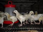Цыплята бройлерные индюшата инкубационное яйцо объявление продам