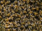 Пчелопакеты кавказской пчелы объявление продам