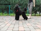 Груминг стрижка собак объявление продам