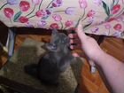 Классный серый котенок 3мес объявление продам