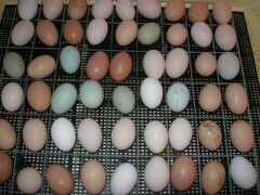 Суточное цыплята,яичные и мясо яичные