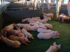 Продам свиней откормочных (живым весом)