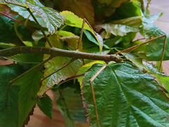 Палочники анамские (тропические насекомые)