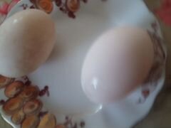 Продам инкубационное яйцо башкирской утки