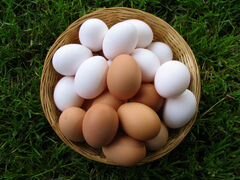 Свежие яйца от домашних кур