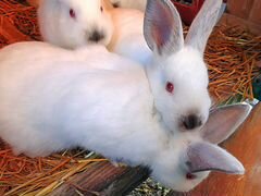 Кролики и крольчата