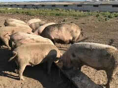 Свиньи продам от 120 до 150 кг