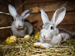 Кролики и крольчата.мясо крольчатина