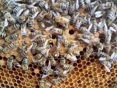 Зимовалые семьи пчел