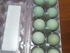 Инкубационное яйцо китайской породы Синь Синь дянь