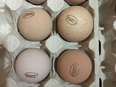 Инкубационное яйцо из Европы