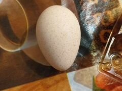 Яйца индюшиные