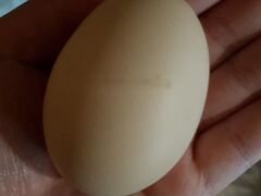 Инкубационное яйцо индейки и гуся