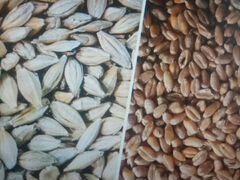 Ячмень и пшеница (зерно)