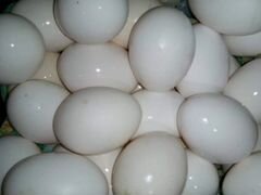 Инкубационные яйцо белый легорн стандарт
