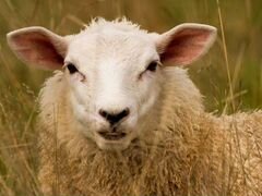 Овцы для разведения