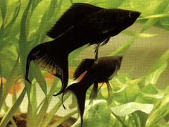 Меченосец аквариумная рыбка (цвет черный)
