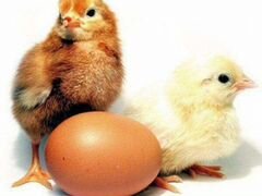 Яйцо, Цыплята вывод 1 апреля