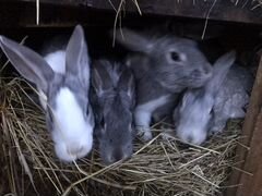 Кролики, 6-8 мес