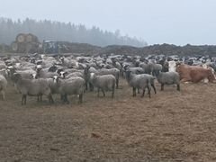 Овцы бараны яркие молодняк
