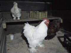 Цыплята мясной породы помесь:Орпингтон,Брама,Кохин