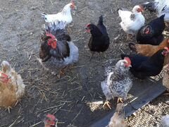 Продам инкубационные яйца домашних кур