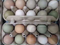 Куриное яйцо на инкубацию