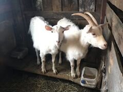 Продам коз и козликов