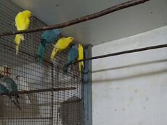 Продам ожереловых попугаев 10шт