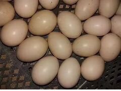 Яйцо инкубационное индоутиное (породы белой и кори