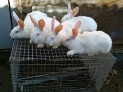 Кролики паннон и шиншила
