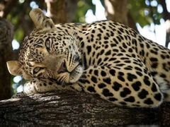 Бенгал - Это Леопард у Вас дома Шикарные животные