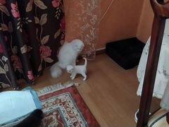 Котенок белый
