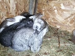 Продам крольчат от мясных пород кроликов