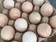 Продам индюшиные яйца на инкубацию