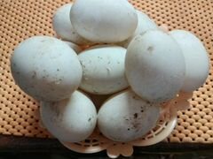 Яйца башкирок для инкубации