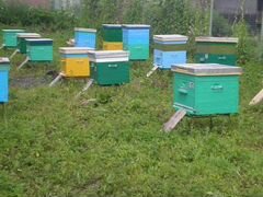 Продам пчелосемьи с ульями