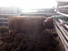 Продается бык мясной породы 1 год 1 месяц