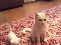 2 беленьких котёнка ждут своих хозяев