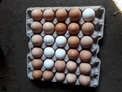 Инкубационое яйцо
