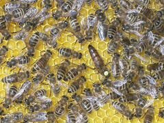 Продам пчелопакеты и пчелосемьи