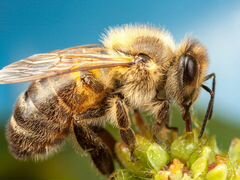 Пчелопакет и пчелосемья