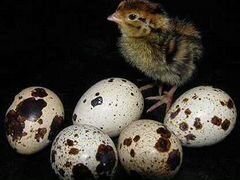 Яйца перепелов (Инкубационные)