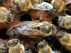 Пчёлы Пчелосемьи пчелопакеты