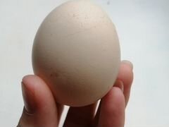 Яйцо цесарки