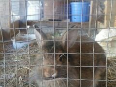 Кролик карликоаый