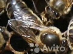 Продам пчел-семьи
